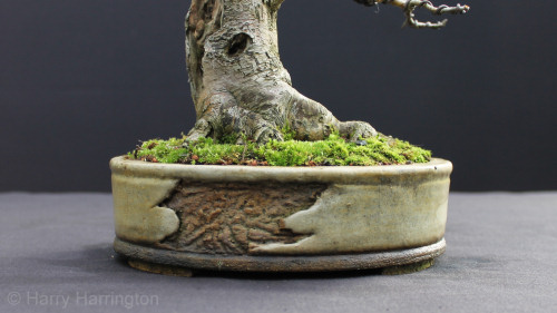 hawthorn bonsai